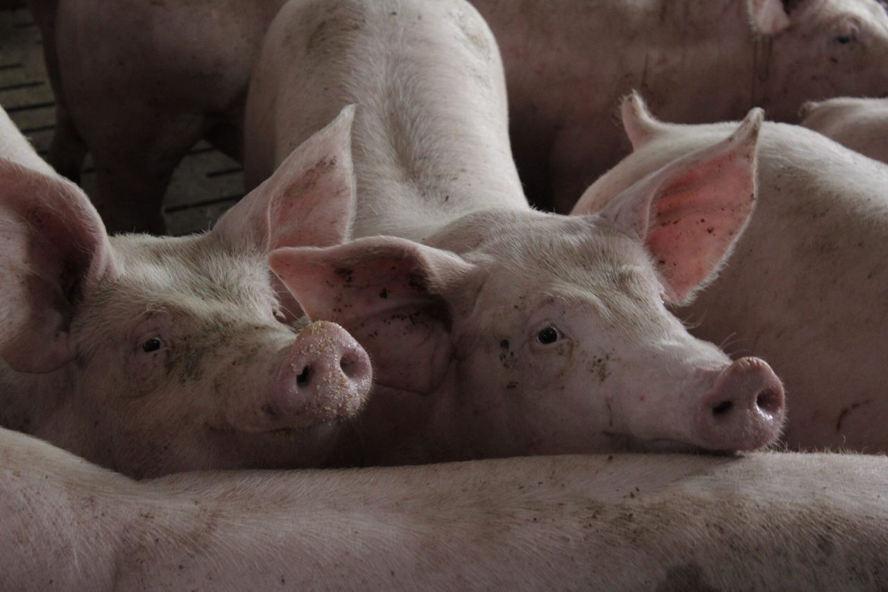 Standard pig price drops back after 2 weeks of increases