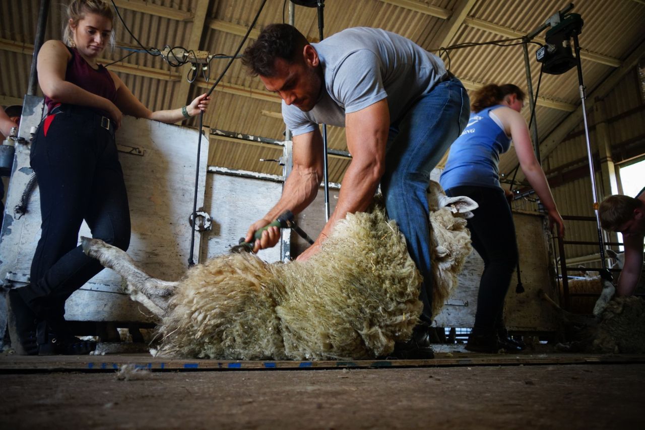 British Wool extends shearing training offers to young farmers