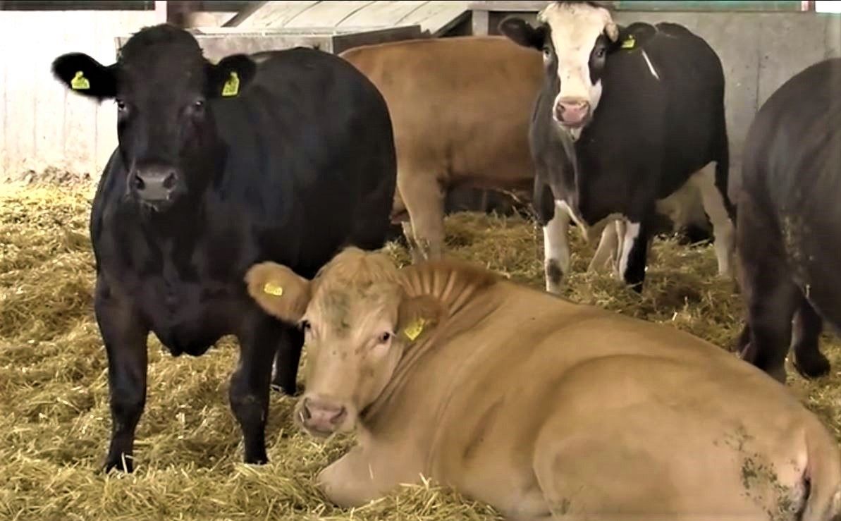 Finishing spring-born bulls – talk to your processor now