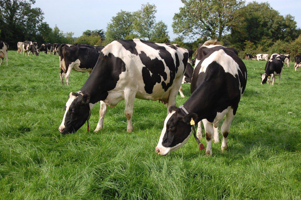 Dairy sector in the North continues to reduce carbon footprint
