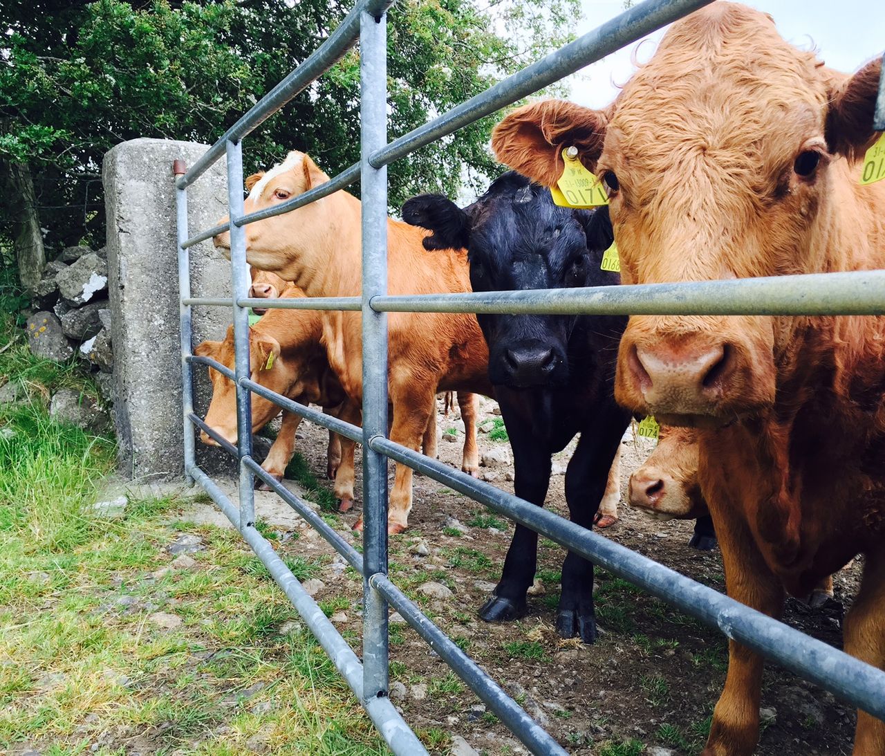 Tighter British supplies see beef prices jump 8p/kg over a four-week period