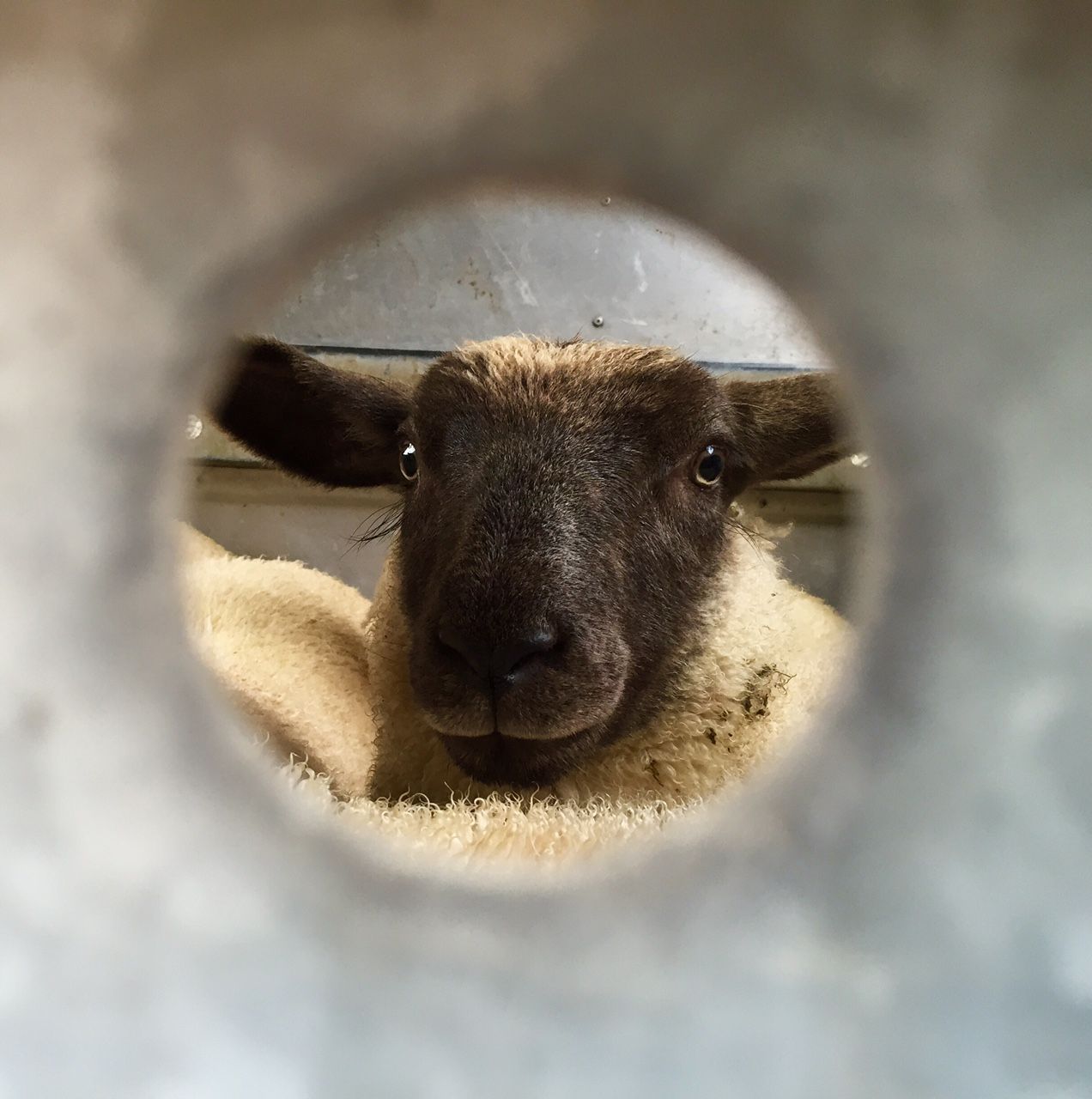 New Zealand lamb exports set to fall by 6.3% in 2016