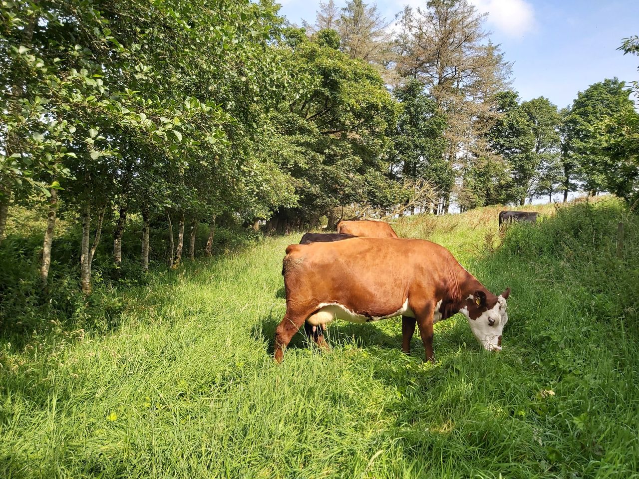 AHDB and Germinal monitor farm event to discuss lucerne