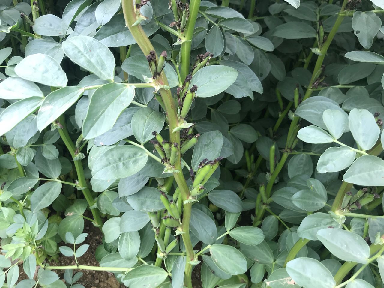 Year one of protein crop trial heavily subscribed in Northern Ireland