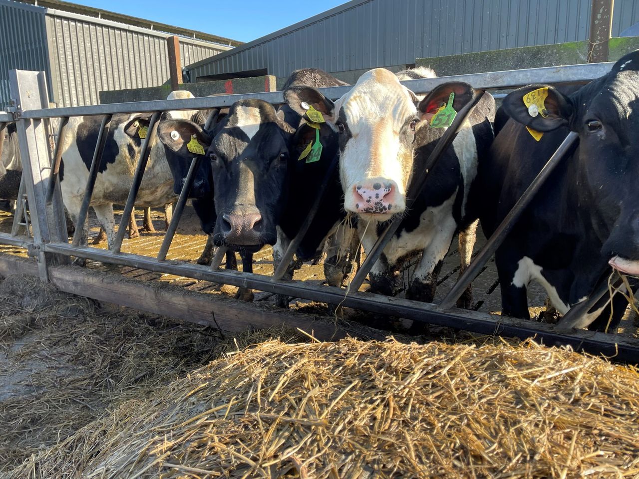 Breeding season: What is the potential impact of a retained placenta?