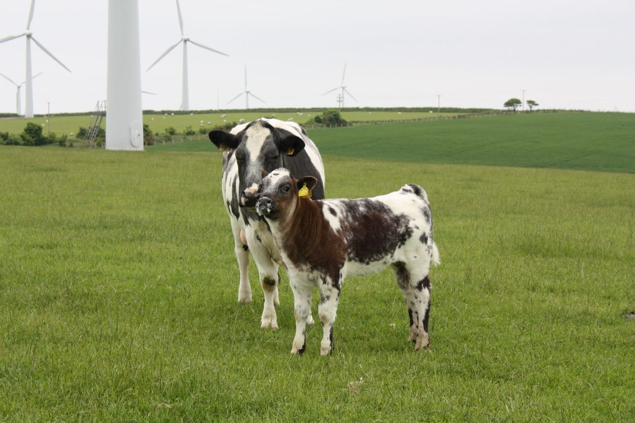 New industry figures shed light on Welsh beef farming trends