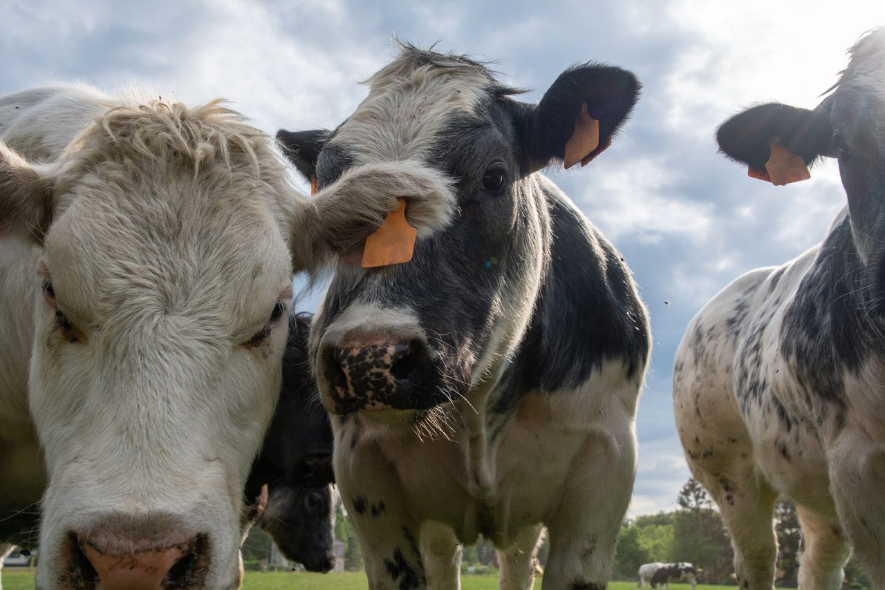 Beef price drop shows farmers are ‘taking the hit again’ – UFU