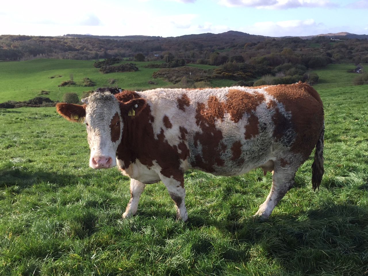 Imports of cull cows from Northern Ireland up 11% this year – LMC