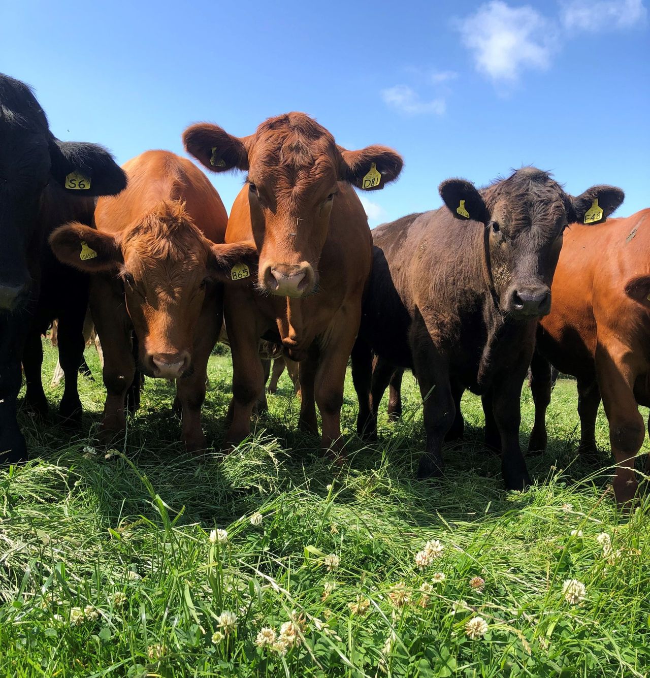 Analysis: China to reshape global trade flows for beef