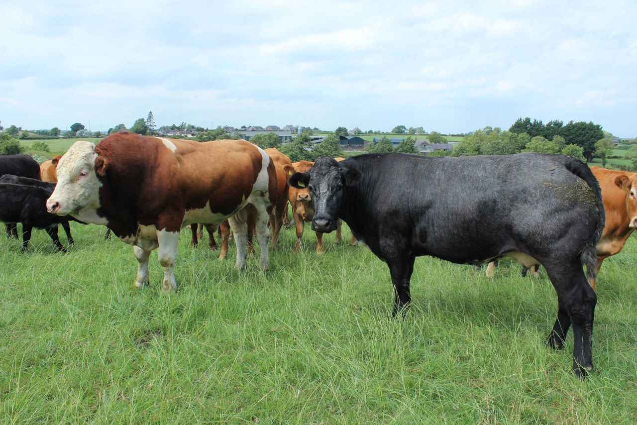 CAFRE farm walk in Enniskillen to focus on EFS