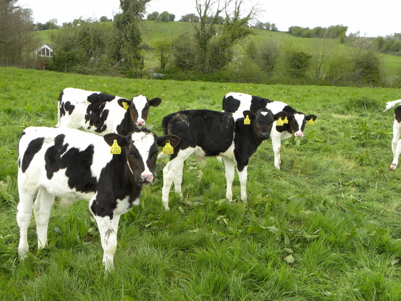 Why more and more farmers are choosing to vaccinate for scour