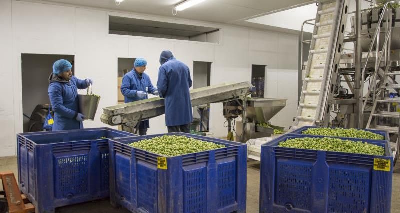 60,000 seasonal workers a year needed to feed Britain
