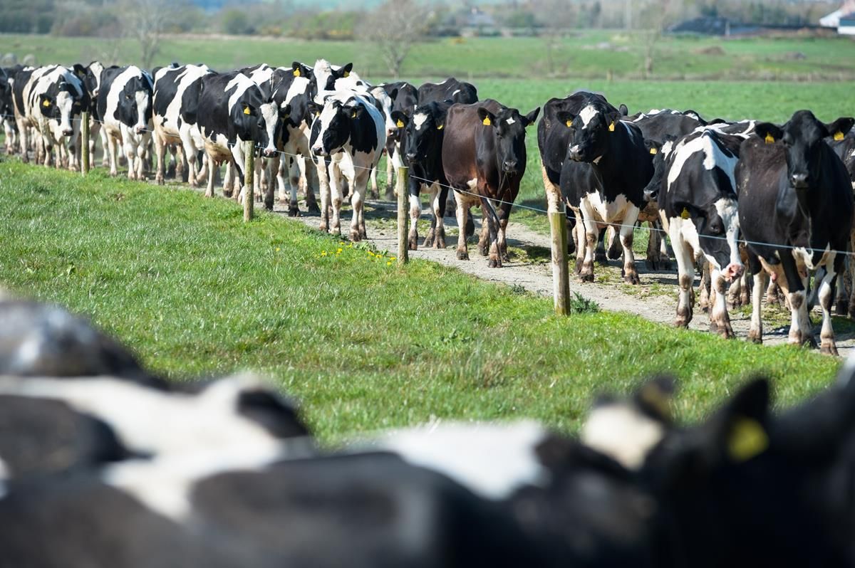 Over 1000 dairy farms have shut in the last three years in the UK