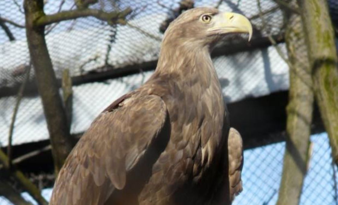 NSA raises concerns with Natural England about proposed eagle release