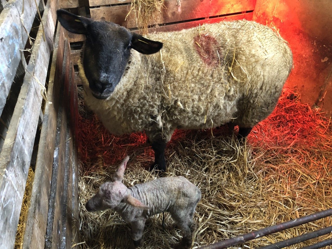 Early-lambing flocks: Some essentials you will need at lambing time