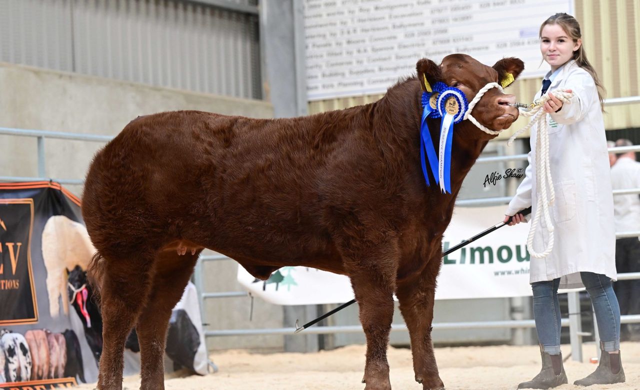 Results from NI Limousin Club’s rising stars calf show