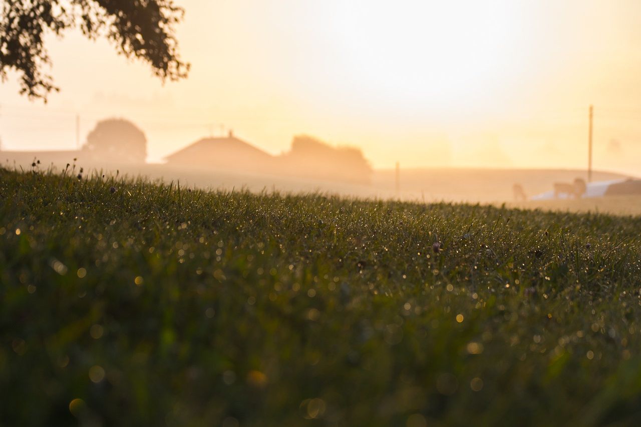87% of global agri producer support is ‘price distorting and environmentally harmful’ – UN