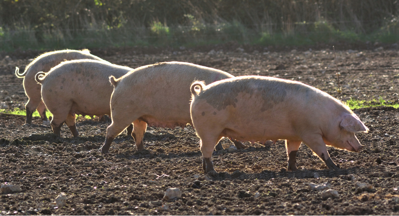 Confidential helpline set up to support pig industry