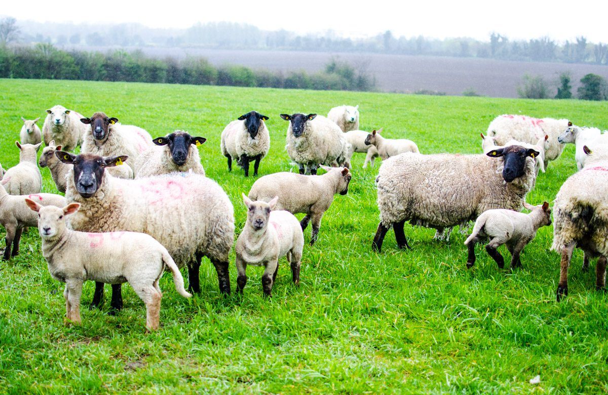 New sheep meat traceability project launched