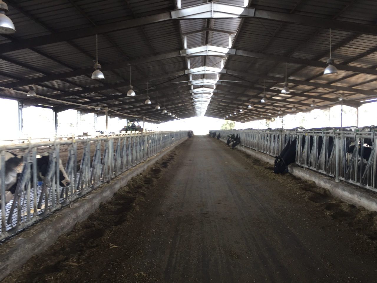 Video: Behind the scenes access to one of Morocco's largest dairy farms