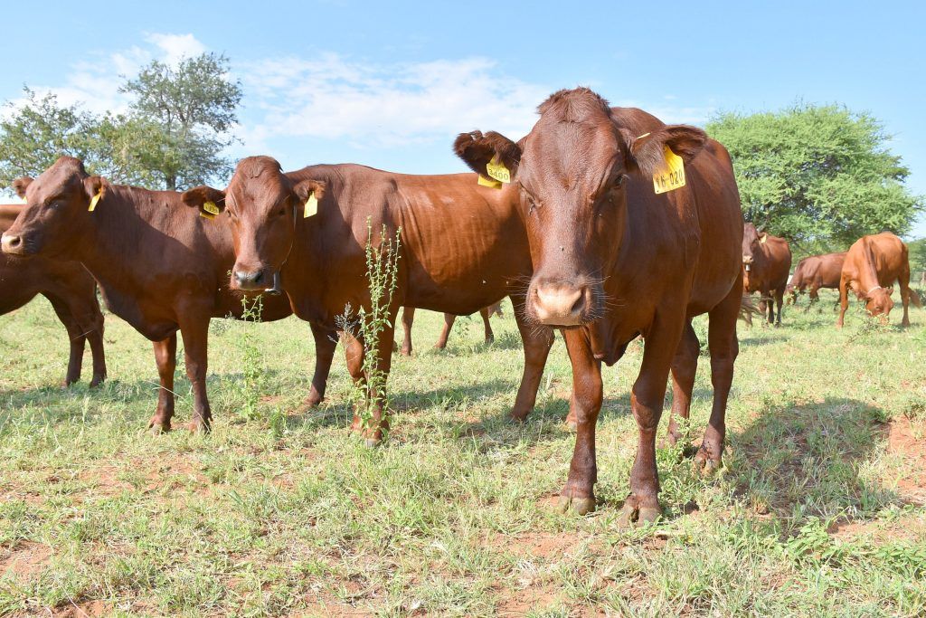 Australia has developed the world’s first biodegrable vaccine for FMD, which is endemic in many countries, particularly Africa, Asia and Middle East.