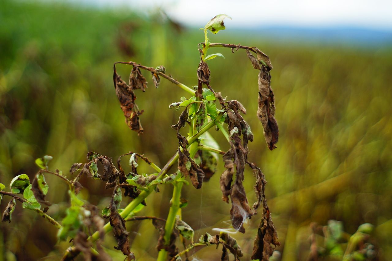 Mobile app for early detection of potato blight in development
