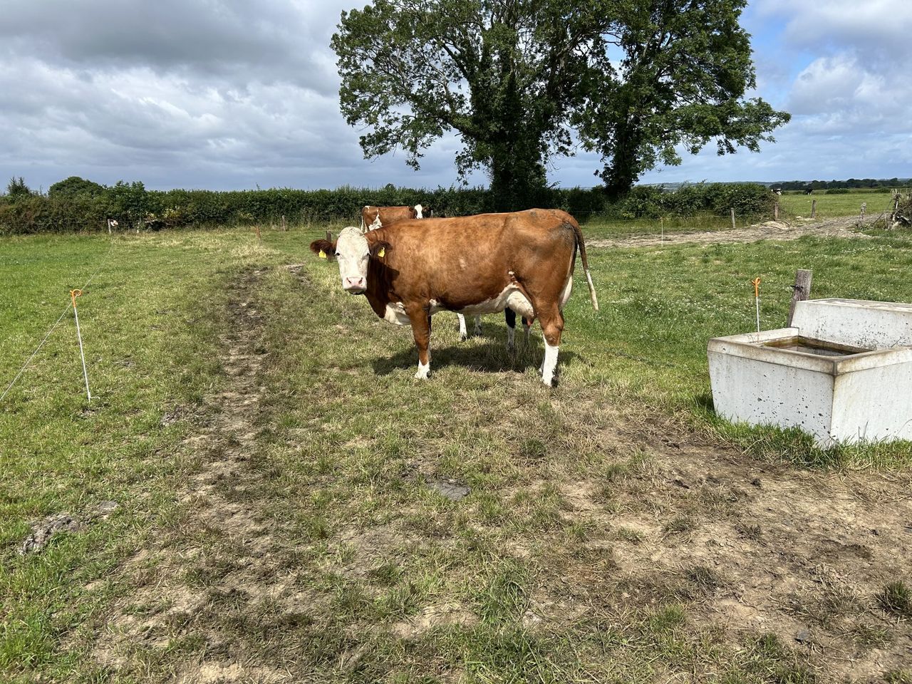 Dairy advice: Heat will test water systems and troughs on farms