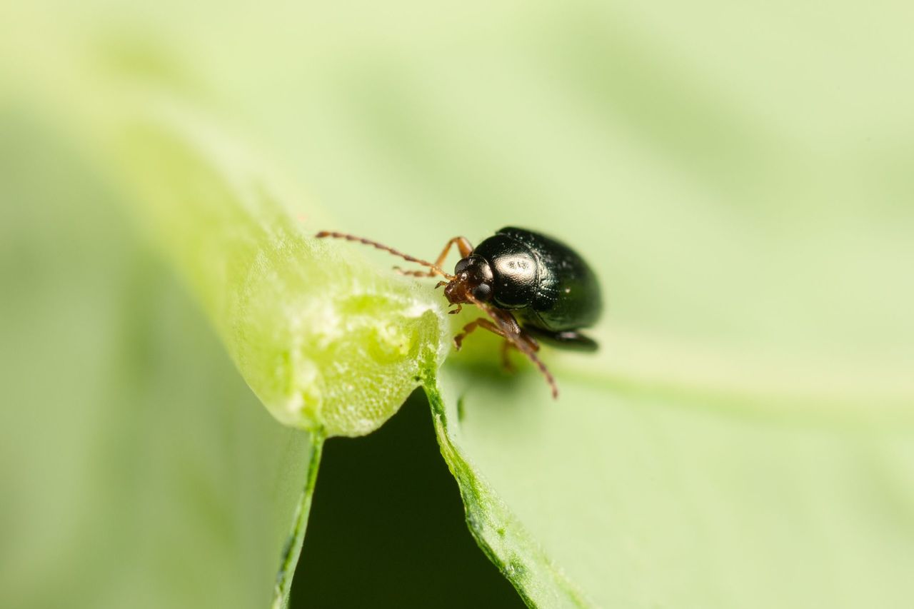 New project to take cabbage stem flea beetle control to next level
