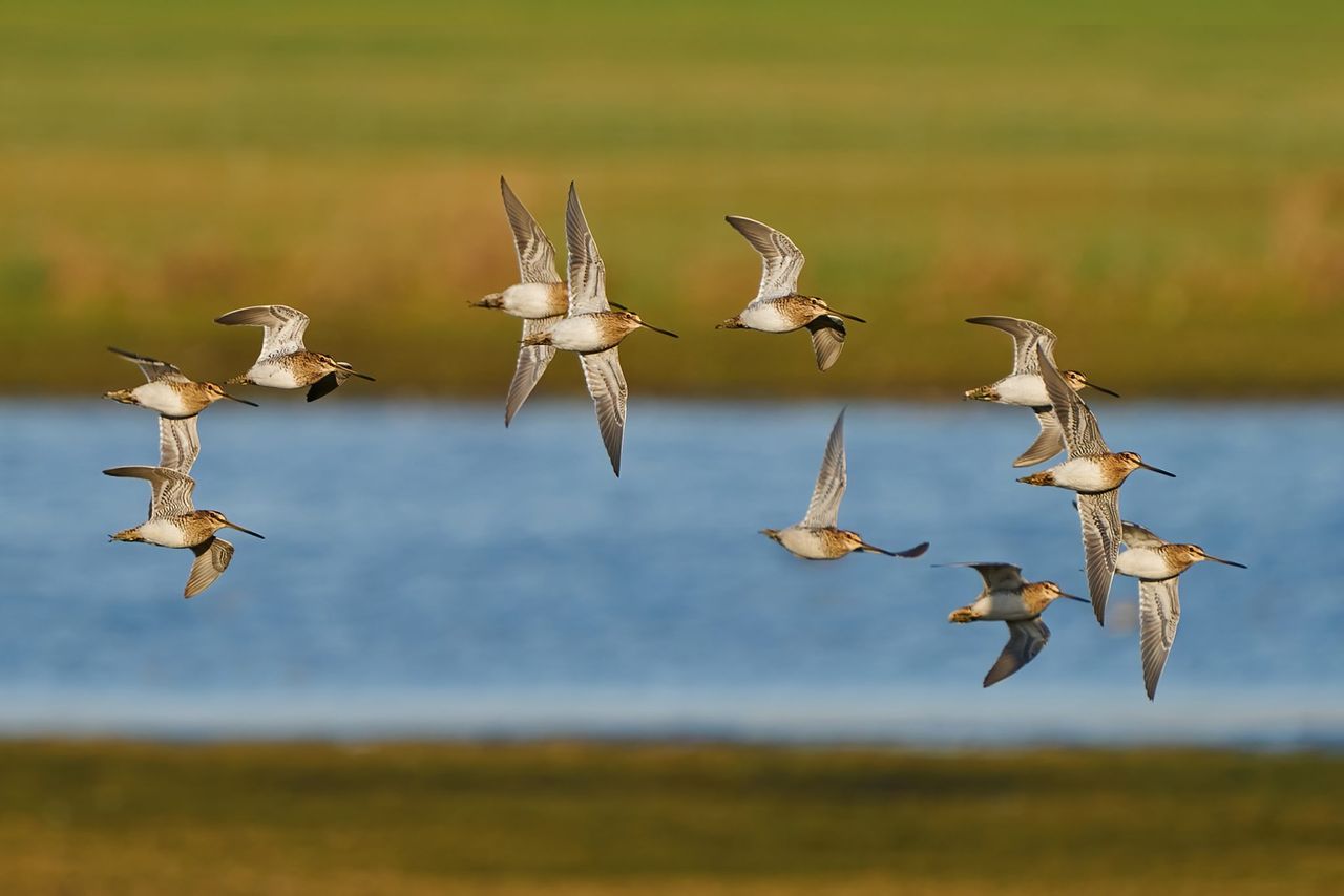 PSNI urges public not to disturb breeding waders