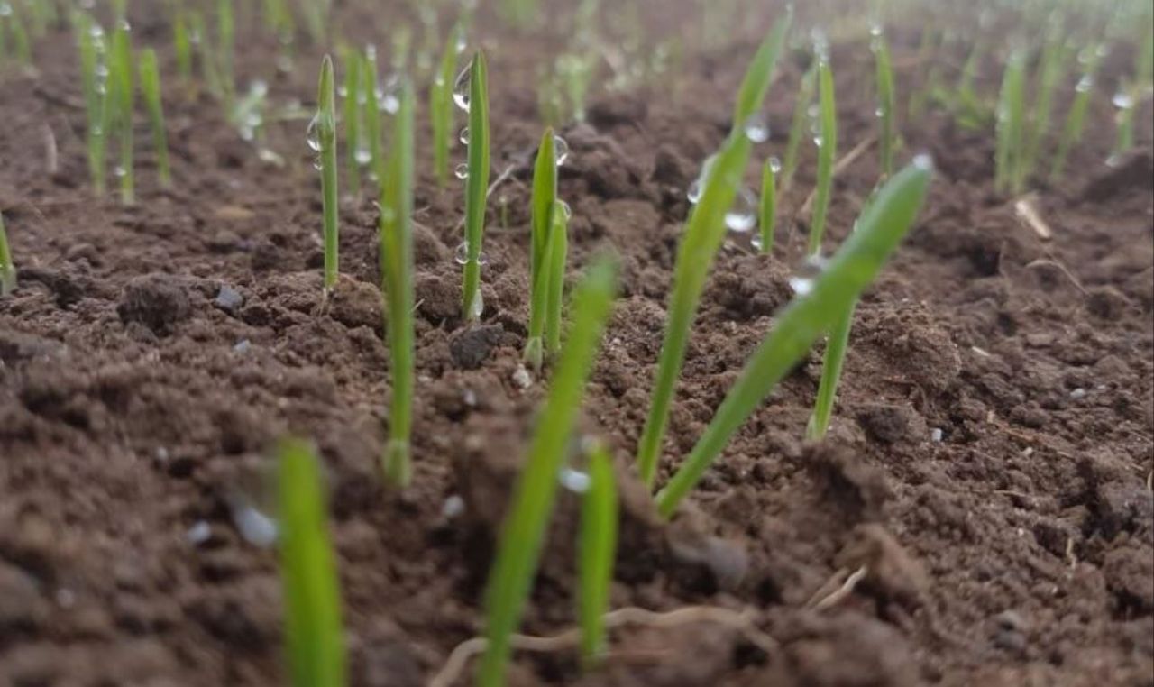 'Numerous opportunities' for arable farmers in the future - CropTec