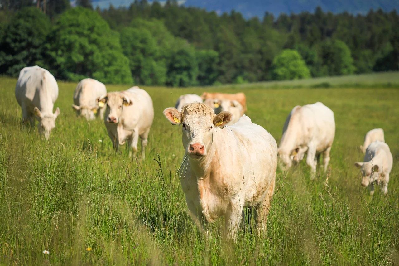 Deadline for suckler beef calf scheme fast approaching
