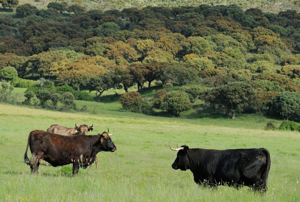 Charity aims to introduce giant cattle breed ‘Tauros’ into UK