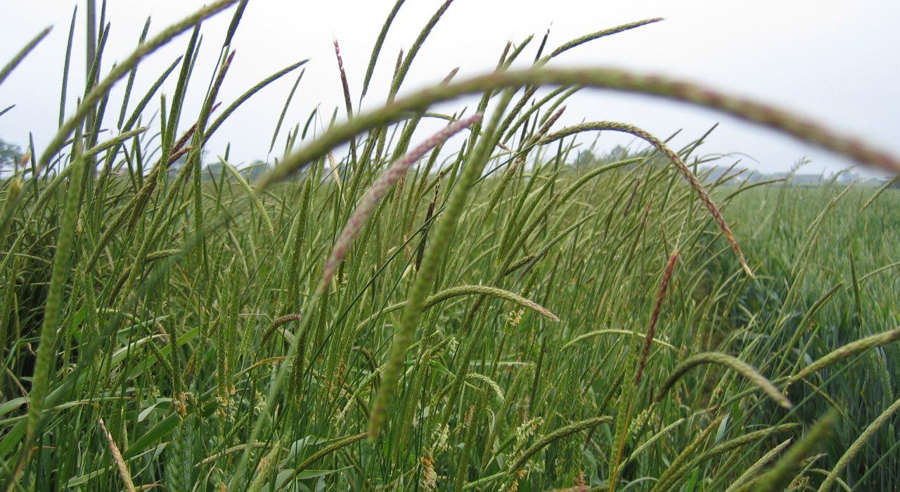 Growing potential for use of AI in fight against blackgrass weed infections