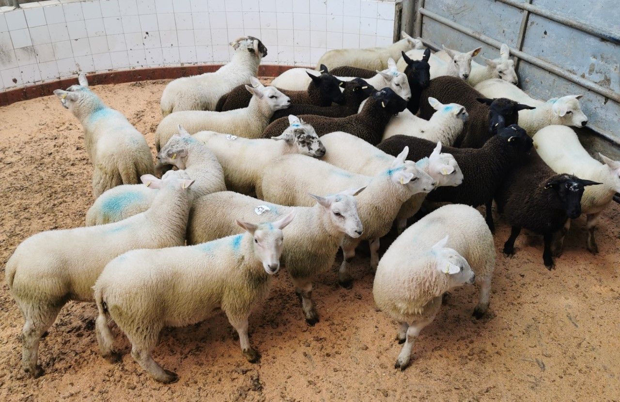 Northern sheep trade: Lamb quotes ease by 10c/kg