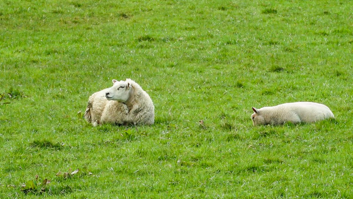 Northamptonshire: 2 dogs seized after the deaths of 10 sheep