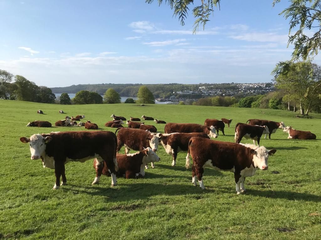 Calving interval data for beef dams in Wales for 2019 released