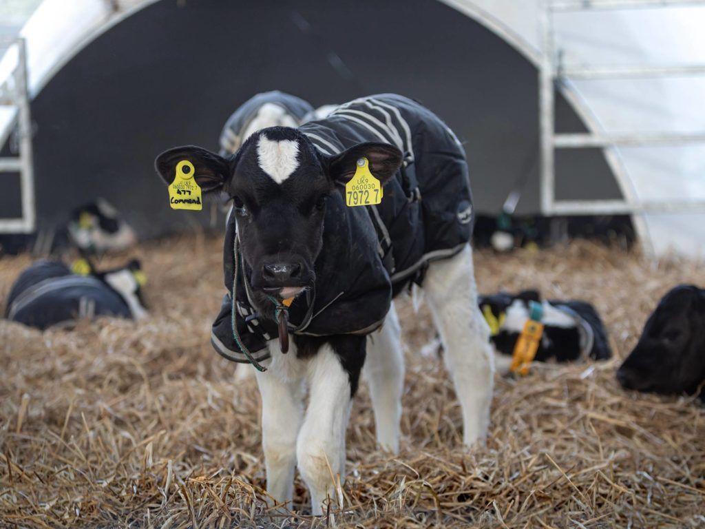 CAFRE partners with AFBI for dairy calf-rearing open day