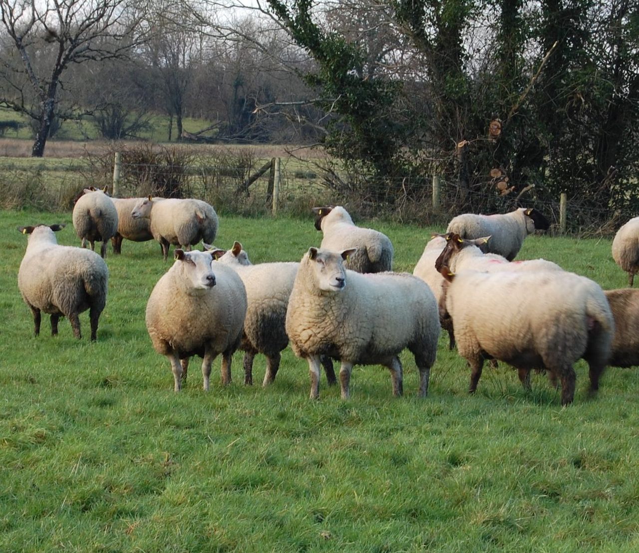 UK farmers facing an 80% chance of a bluetongue outbreak