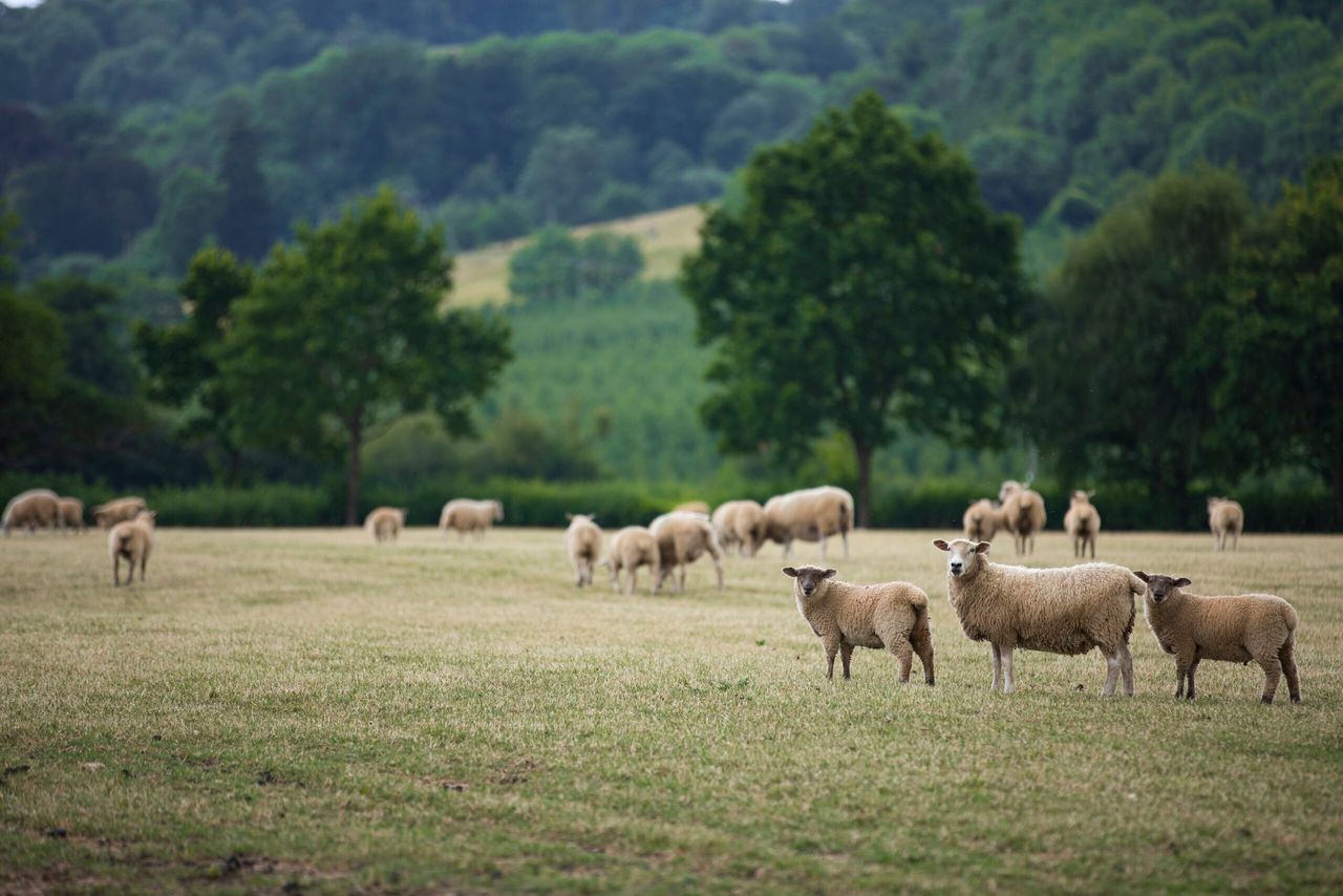 Which English area is ‘top of the flocks?'