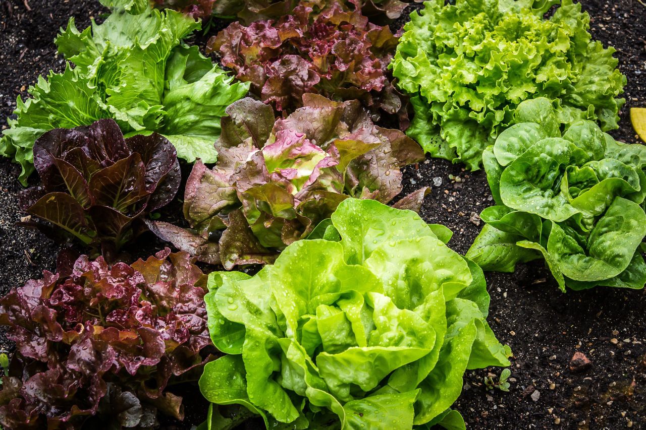 How are heatwaves impacting veg growers across Europe?