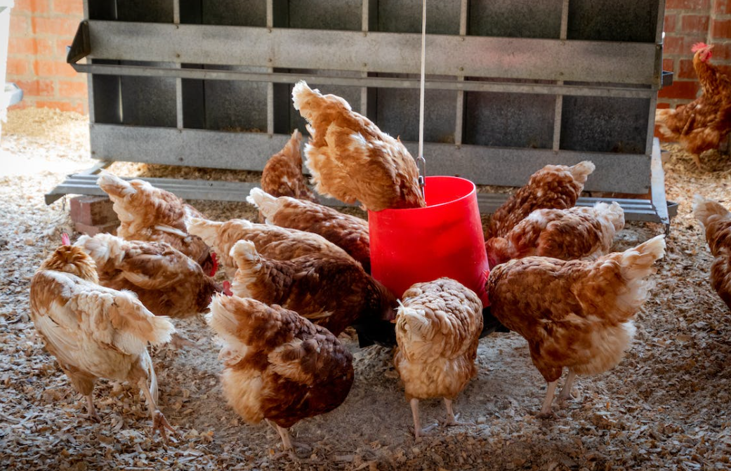 UFU notifying members about poultry housing order