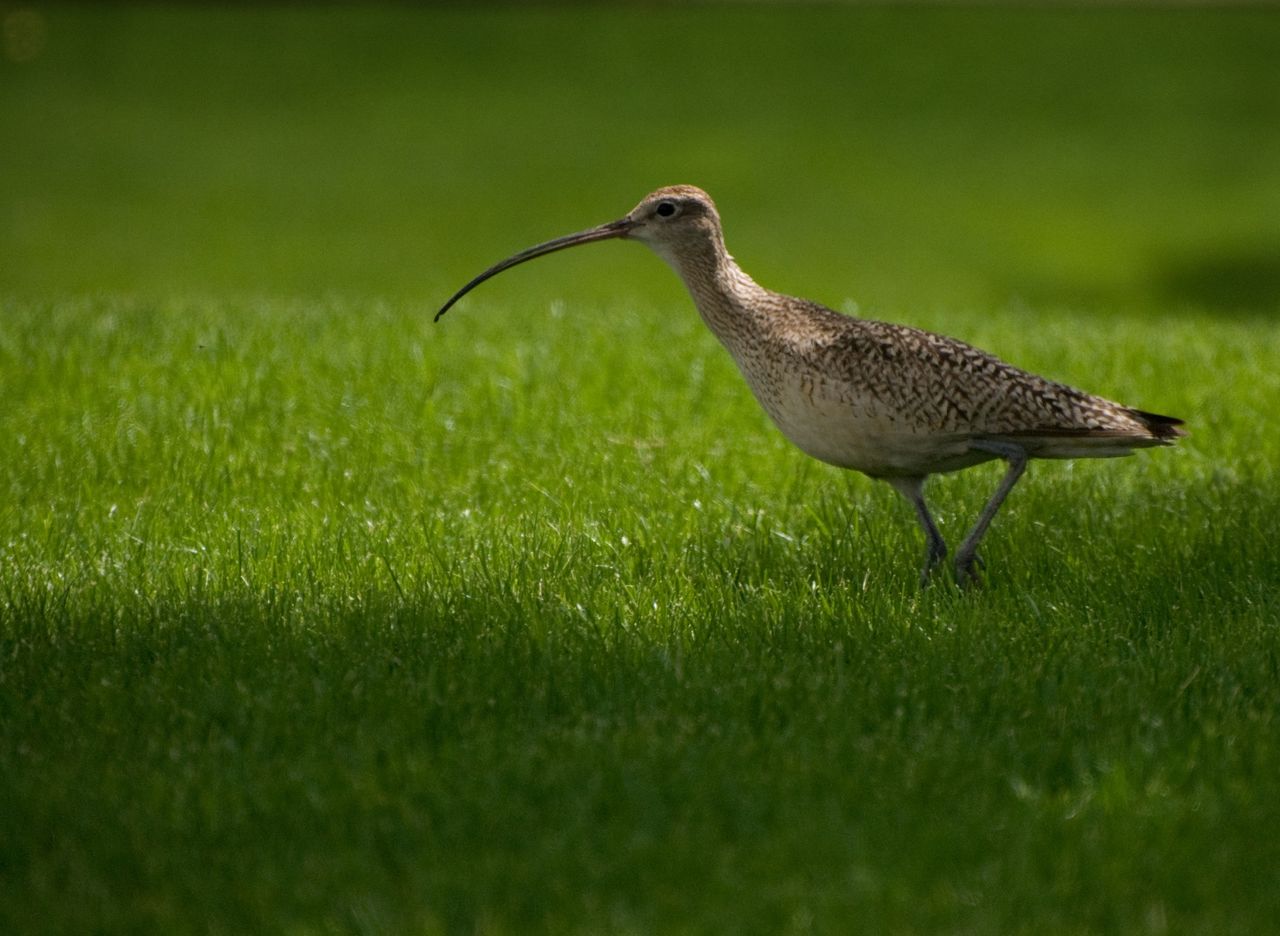 Conservation project 'could provide blueprint for wildlife recovery'