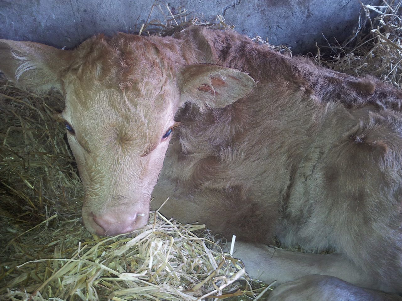 Be prepared for calving - key advice