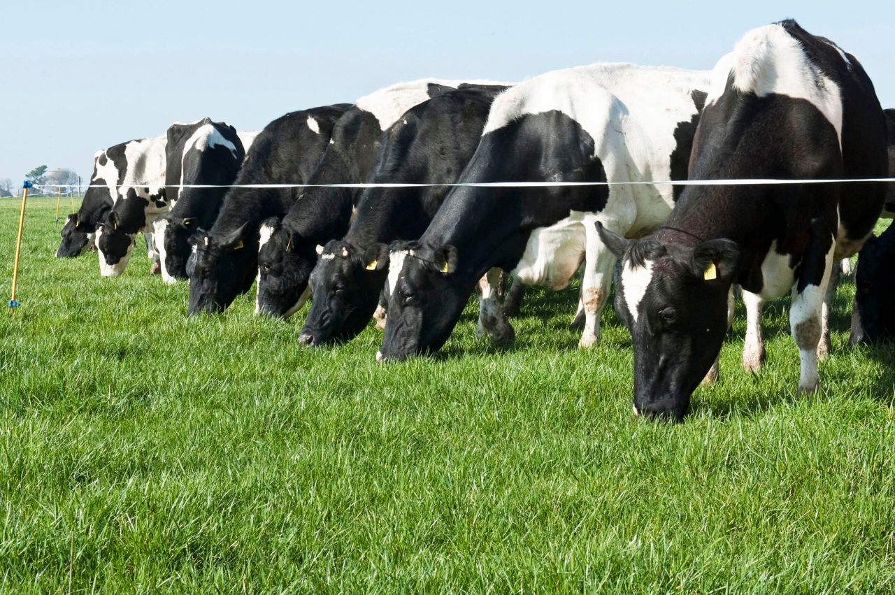 How much grass should I offer freshly-calved cows?