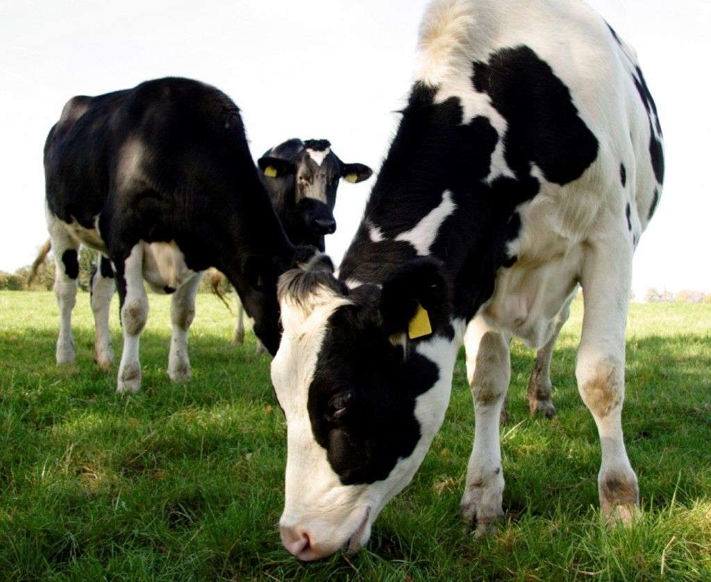 'Dire state' of dairy labour situation in UK  - RABDF