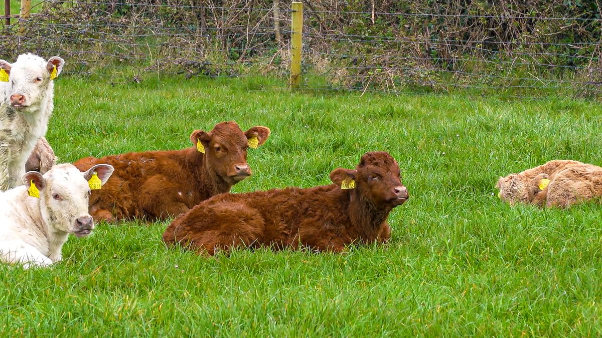 NI farm incomes increase by over 17% in 2022