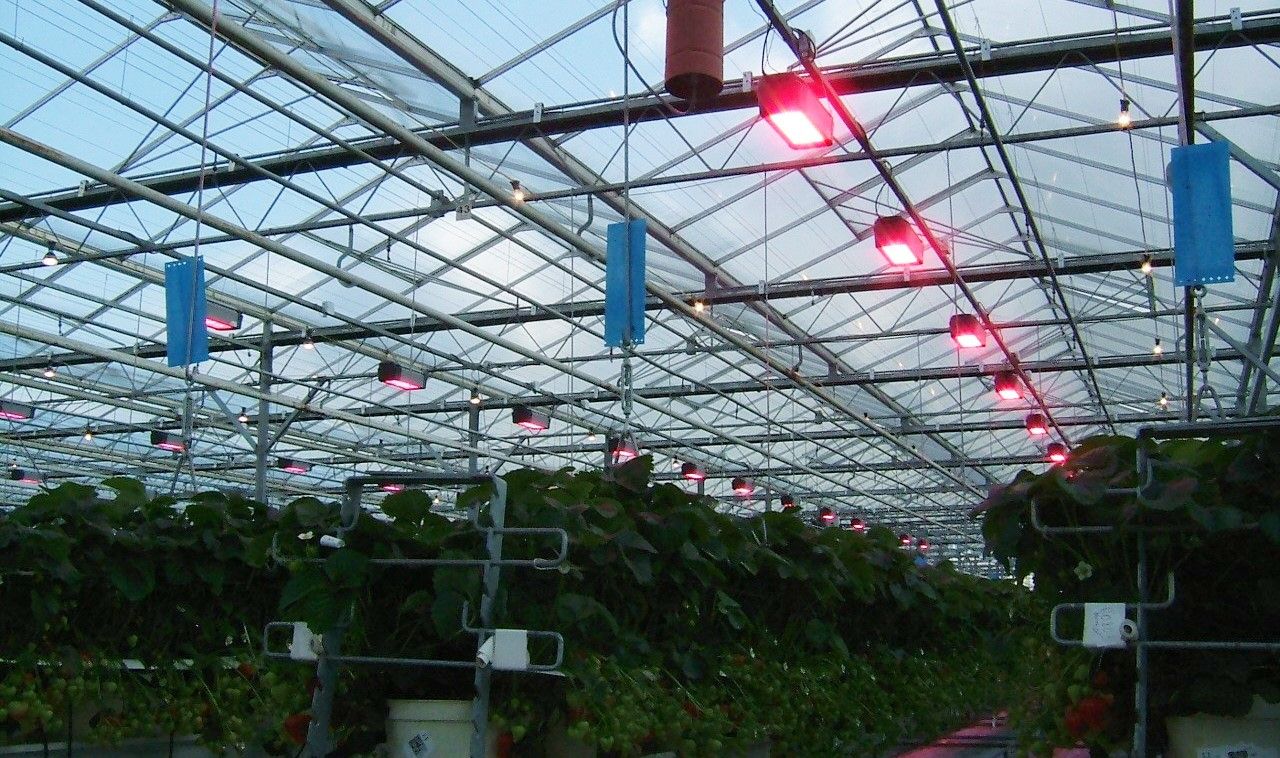 Energy-saving horticulture programme to be extended to soft fruit sector