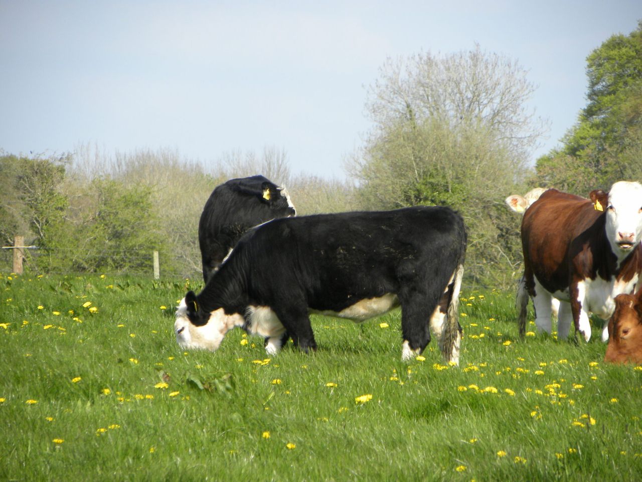 Beef prices consistently higher then quotes in Northern Ireland