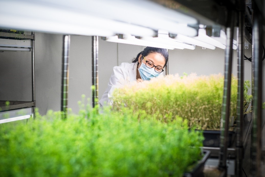 New powers to research gene editing in plants