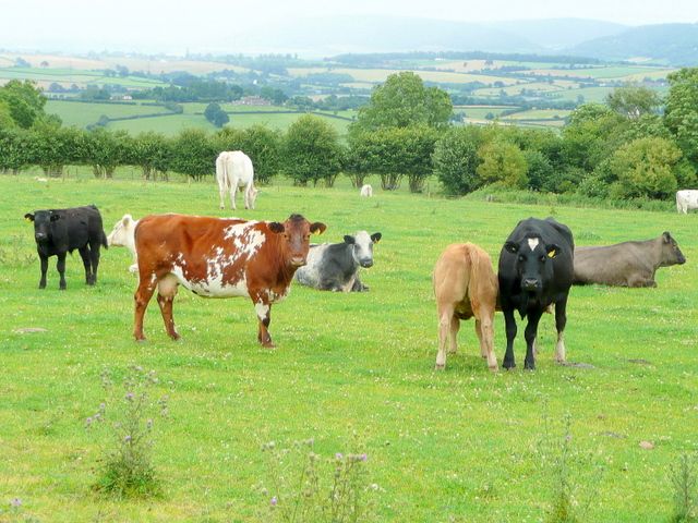 Beef training and research facilities are ‘out of date’